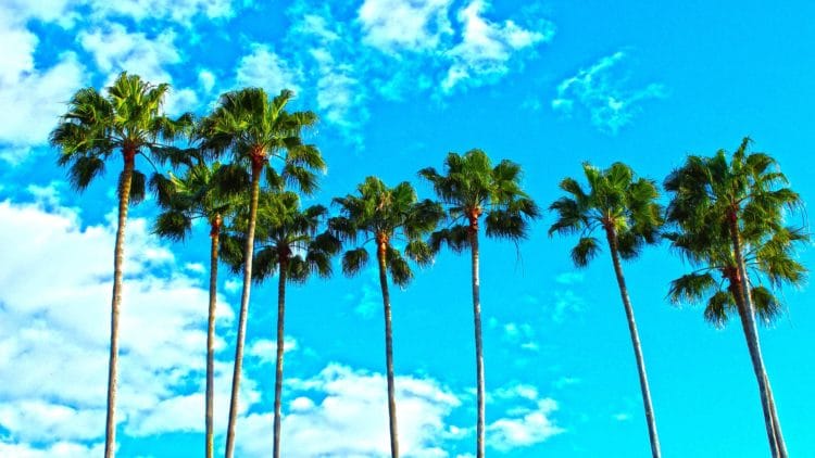 palm trees and blue sky