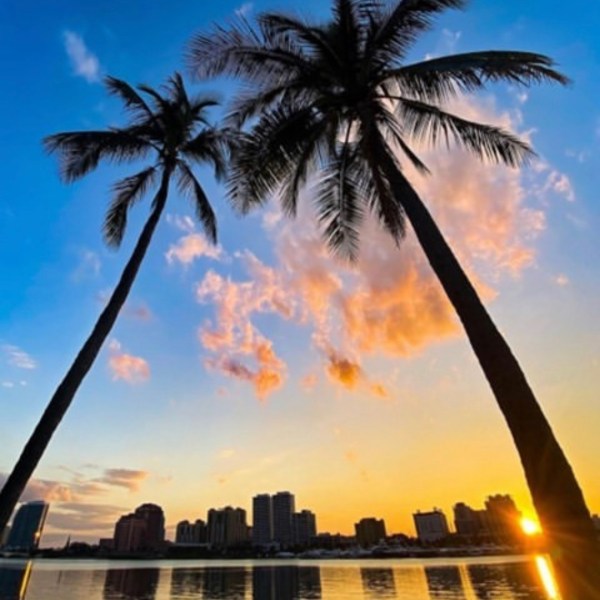 a group of palm trees next to a body of water